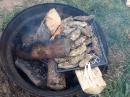 Oysters on the half shell: Steaming oysters over the camp fire, the best!